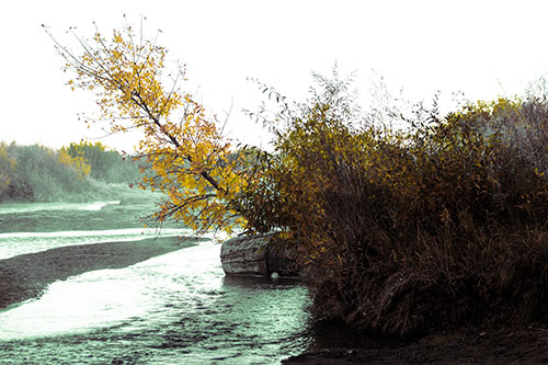 Tilted Fall Tree Over Flowing River (Yellow Tint Photo)