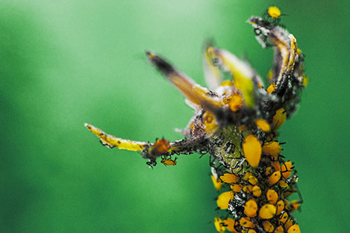 Tiny Aphids Gathered Among Milkweed Claw (Yellow Tint)