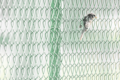Tiny Cassins Finch Bird Clasping Chain Link Fence (Yellow Tint Photo)