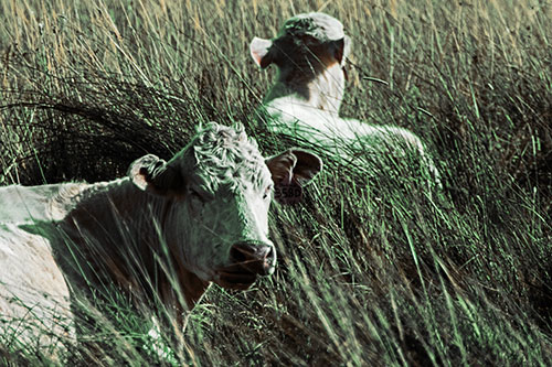 Tired Cows Lying Down Among Grass (Yellow Tint Photo)