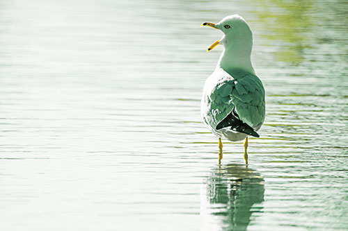 Tired Seagull Yawning Among Shallow Water (Yellow Tint)