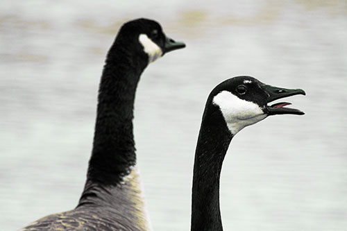 Tongue Screaming Canadian Goose Honking Towards Intruders (Yellow Tint Photo)