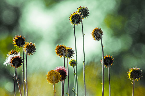 Towering Nodding Thistle Flowers From Behind (Yellow Tint Photo)