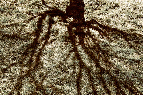 Tree Branch Shadows Creepy Crawling Over Dead Grass (Yellow Tint Photo)