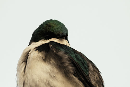 Tree Swallow Watching Surroundings (Yellow Tint Photo)