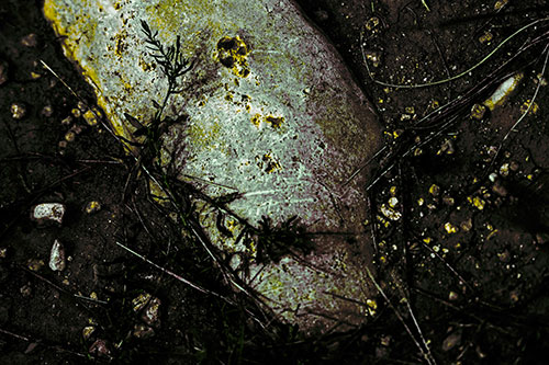 Tribal Mask Plant Faced Rock (Yellow Tint Photo)