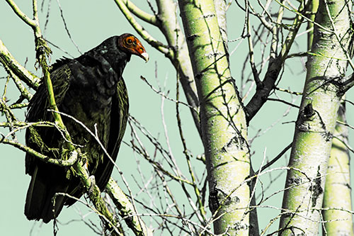 Turkey Vulture Perched Atop Tattered Tree Branch (Yellow Tint Photo)