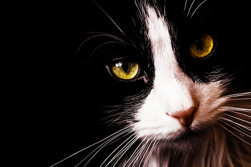 Tuxedo Cat Stares Among Darkness (Yellow Tint)