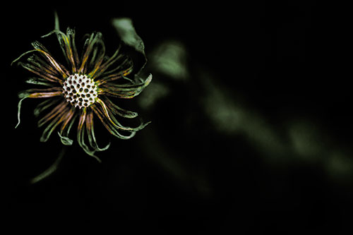 Twirling Aster Flower Among Darkness (Yellow Tint Photo)