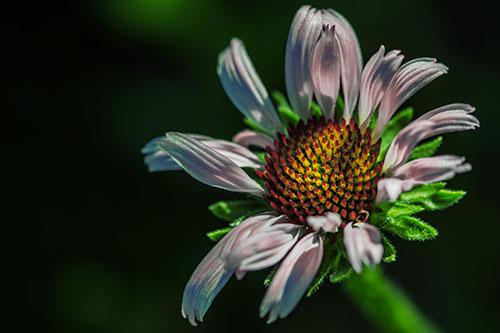 Twirling Petal Coneflower Among Shade (Yellow Tint Photo)