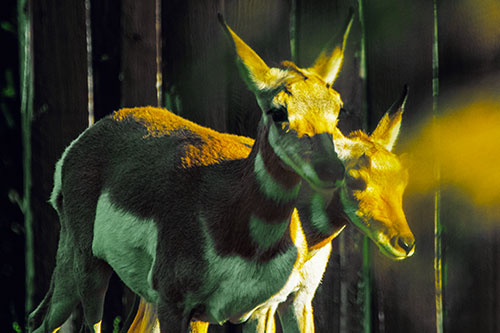 Two Baby Pronghorns Walking Along Fence (Yellow Tint Photo)