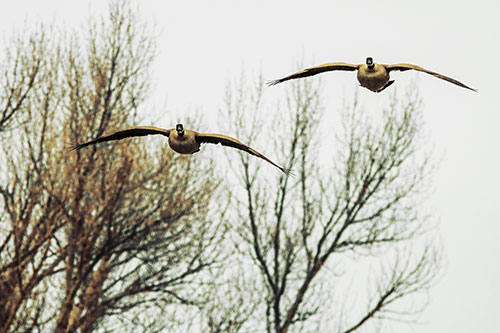 Two Canadian Geese Honking During Flight (Yellow Tint Photo)