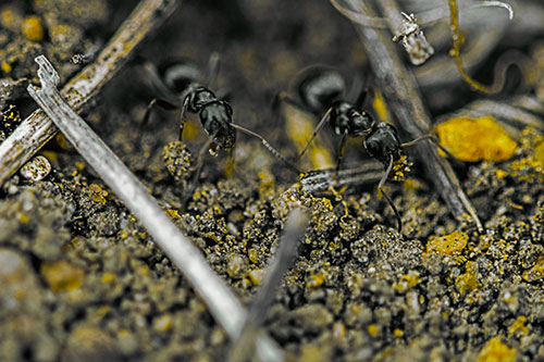 Two Carpenter Ants Working Hard Among Soil (Yellow Tint Photo)