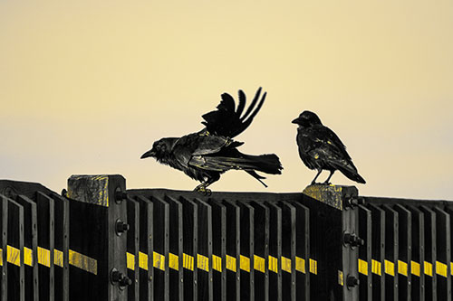 Two Crows Gather Along Wooden Fence (Yellow Tint Photo)