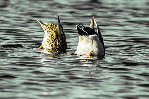 Two Ducks Upside Down In Lake (Yellow Tint Photo)