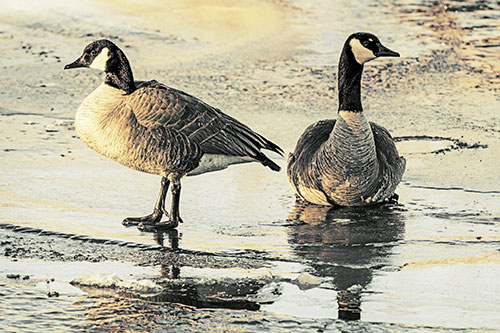 Two Geese Embrace Sunrise Atop Ice Frozen River (Yellow Tint)