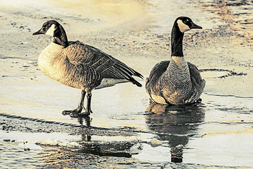Two Geese Embrace Sunrise Atop Ice Frozen River (Yellow Tint Photo)