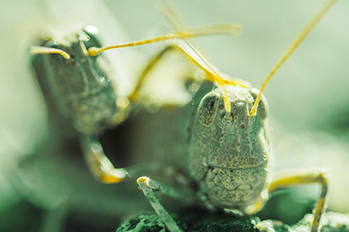 Two Grasshopper Buddies Smiling Among Sunlight (Yellow Tint Photo)