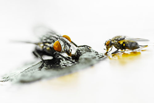 Two Hungry Cluster Flies Feasting Together (Yellow Tint)