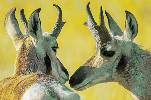 Two Loving Pronghorns Kissing Each Other (Yellow Tint)