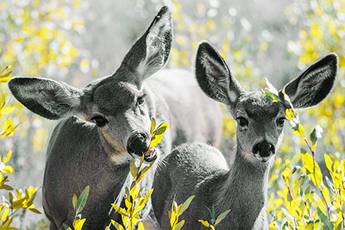 Two Mule Deer Enjoying Leafy Breakfast (Yellow Tint)