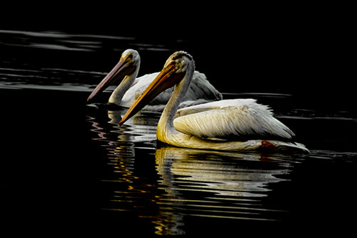 Two Pelicans Floating In Dark Lake Water (Yellow Tint Photo)