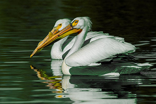 Two Pelicans Swimming In Unison (Yellow Tint)