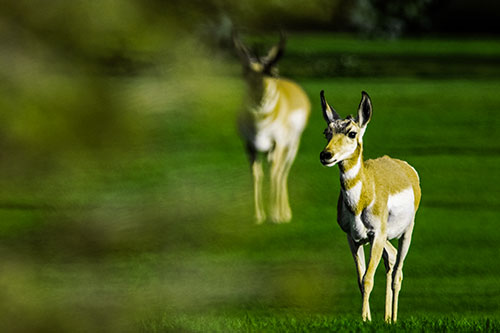 Two Pronghorns Walking Across Freshly Cut Grass (Yellow Tint Photo)