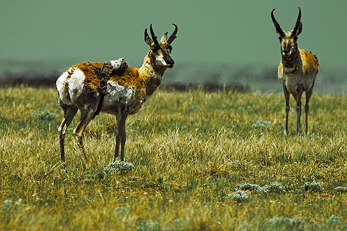 Two Shedding Pronghorns Among Grass (Yellow Tint Photo)