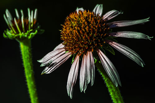 Two Towering Coneflowers Blossoming (Yellow Tint Photo)