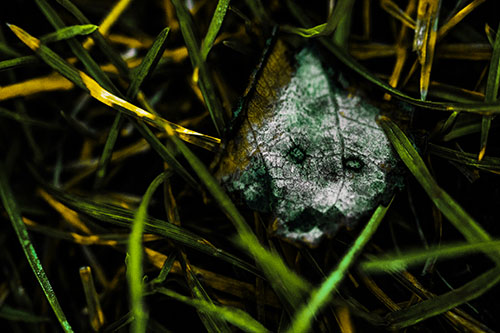 Upset Decaying Leaf Face Hiding Among Twisting Grass Blades (Yellow Tint)