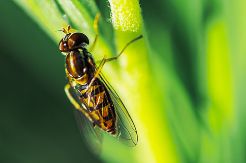 Vertical Leg Contorting Hoverfly (Yellow Tint Photo)
