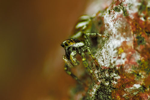 Vertical Perched Jumping Spider Extends Fangs (Yellow Tint Photo)