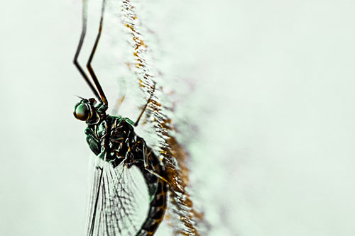 Vertical Perched Mayfly Sleeping (Yellow Tint Photo)