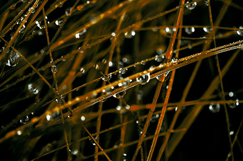 Water Droplets Hanging From Grass Blades (Yellow Tint Photo)