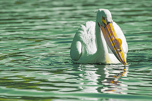 Water Floating Pelican Hunting For Food (Yellow Tint)
