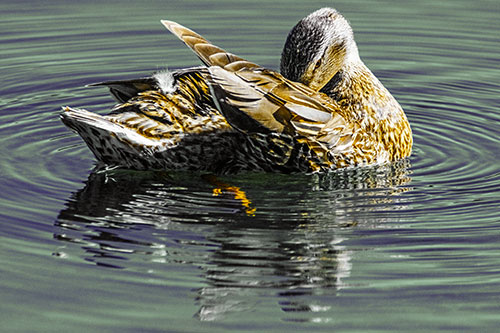 Water Rippling Mallard Duck Grooming Self (Yellow Tint)