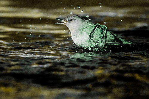 Water Splashing American Dipper Feasting On Larvae (Yellow Tint)