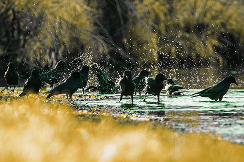 Water Splashing Crows Enjoy Bird Bath Along River Shore (Yellow Tint Photo)