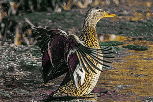 Water Splashing Mallard Duck Flapping Wings Among Pond (Yellow Tint)