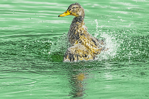 Water Splashing Mallard Duck Taking Bird Bath (Yellow Tint)
