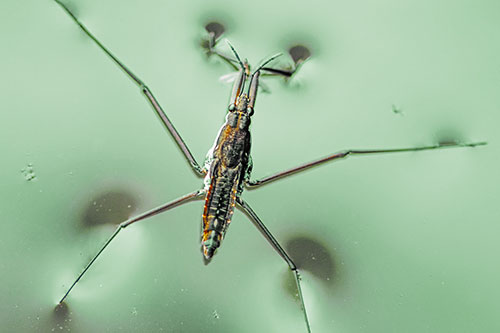 Water Strider Perched Atop Calm River (Yellow Tint Photo)