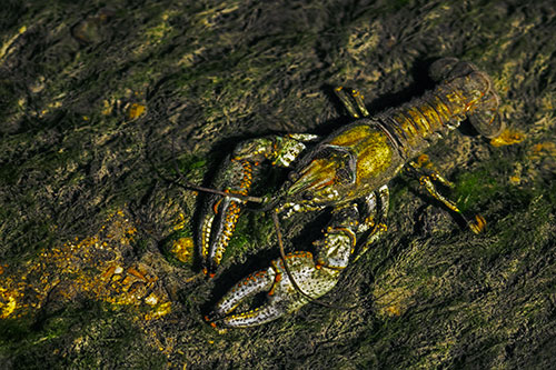 Water Submerged Crayfish Crawling Upstream (Yellow Tint Photo)