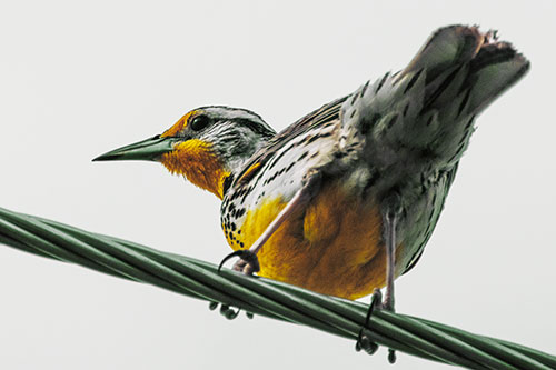 Western Meadowlark Keeping Watch Atop Powerline Wire (Yellow Tint)