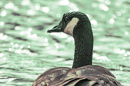 Wet Headed Canadian Goose Among Glistening Water (Yellow Tint)