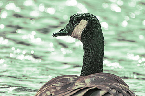 Wet Headed Canadian Goose Among Glistening Water (Yellow Tint Photo)