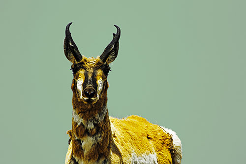 Wet Nosed Pronghorn Spots Intruder (Yellow Tint Photo)