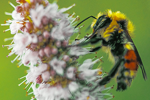Wet Red Belted Bumble Bee Crawling Up Mentha Longifolia Plant (Yellow Tint)