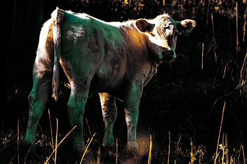 White Cow Calf Looking Backwards (Yellow Tint Photo)