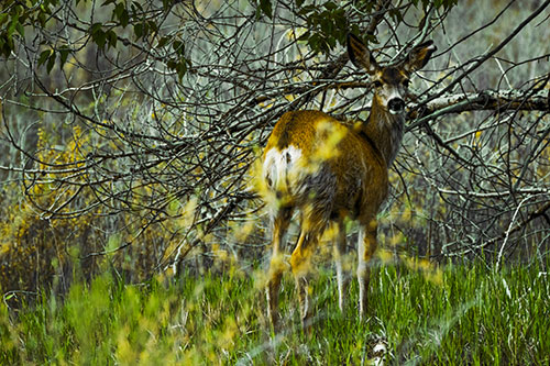 White Tailed Deer Looking Backwards Atop Grassy Pasture (Yellow Tint Photo)